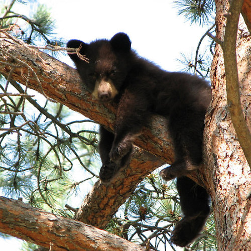 redwingjohnny:

Baby Bear in Tree
by grubb1980

