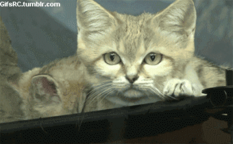 angry kitty funny cat gif