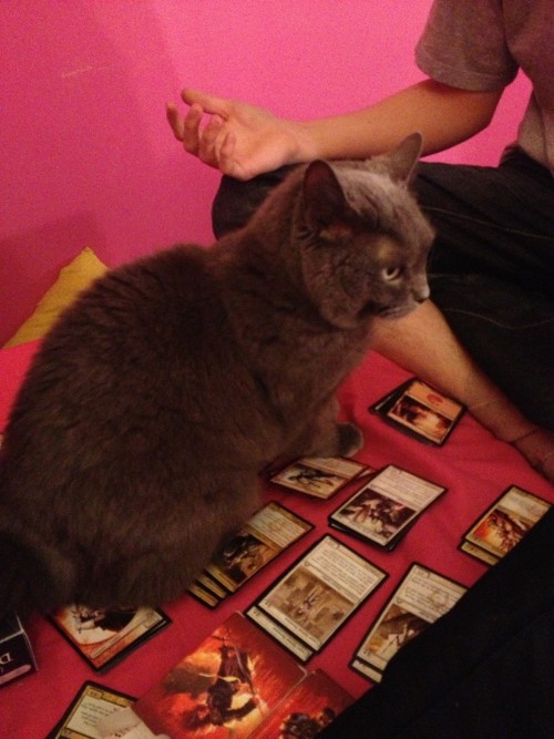 Magic: the Gathering Kitteh
MTG Kitteh is skeptical of your Boros Battalion strategy.
