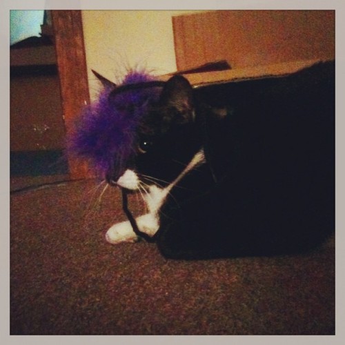 Eli + his feather toy #cat #mybabykitty