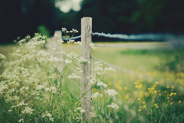 arquerio:

white meets yellow fence by Kirstin Mckee on Flickr.