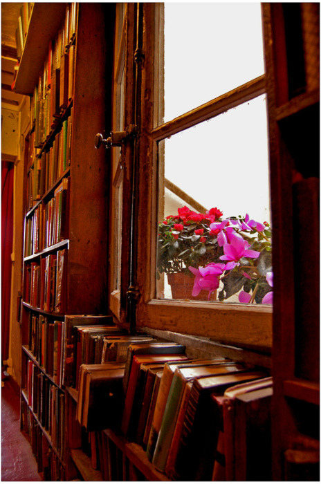 Flowers in the Window, Shakespeare &amp; Co. (photo by A.C.)
