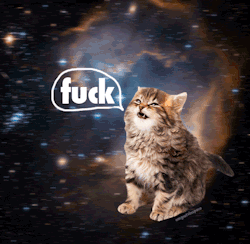 gif cat cats space cat gif cats gif cats in space cat in space omgcatsinspace omg cats in space