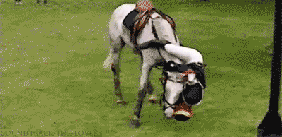 Image result for Horse fall GIF 