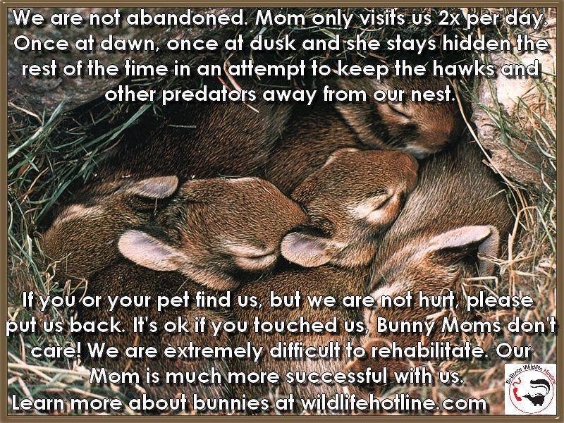 bunniesohmy:

If you find uninjured baby bunnies this spring, please return them to their nest and leave them be. Their mom is around and she will take care of them.
Visit wildlifehotline.com if you need more information.
Please reblog to spread the word.
