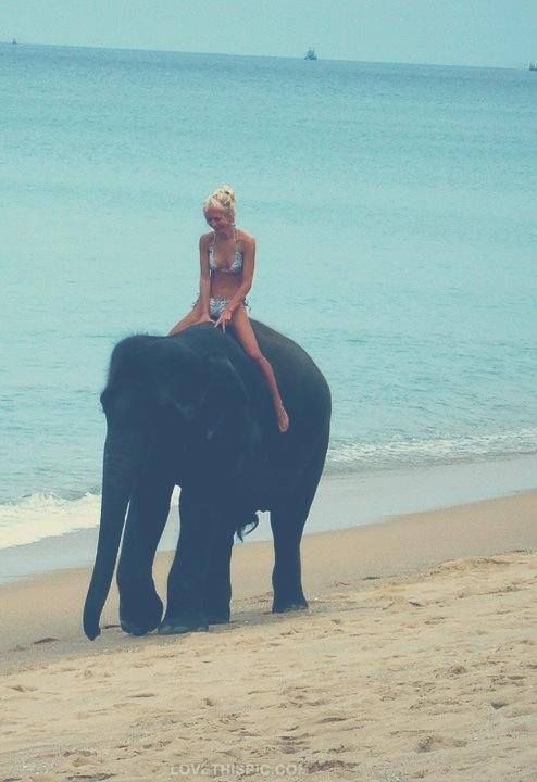 Elephant Ride On The Beach Pictures, Photos, and Images for Facebook, Tumblr, Pinterest, and Twitter