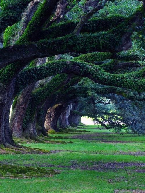 300 year old Oak Trees, Oak Alley Plantation, Louisiana