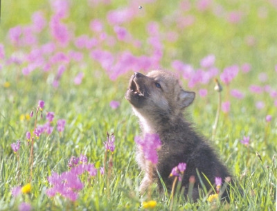 red anime wolf pup. Cute Wolf Pup Pictures. baby
