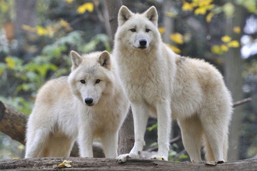 beautiful-wildlife:

Arctic Wolves
