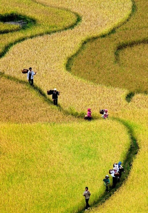 myfotolog:“Rice paddies”, Vietnam