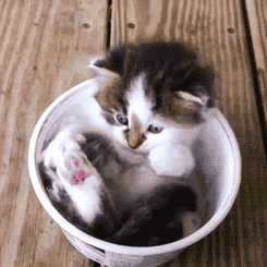 
cuteness in the cup

