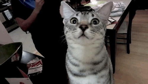 When I&#8217;m proofing my story and the editor comes from behind to ask for it<br /><br /><br /><br /><br /><br /><br /><br /><br />
via yummypets: