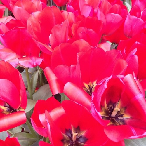 Was saving this one for a #rainyday&#8230; Hooray for #tulips!