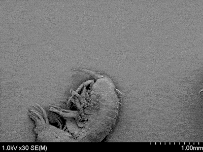 Elektronenmikrospkop-Zoom-Gif: Ein Bakterium auf einer Alge auf einem Flohkrebs