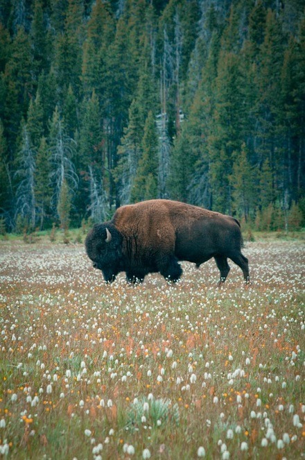 this-is-wild:

Buffalo(Brad Gregory)
