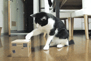 love those silly cats st. louis cat rescue gif