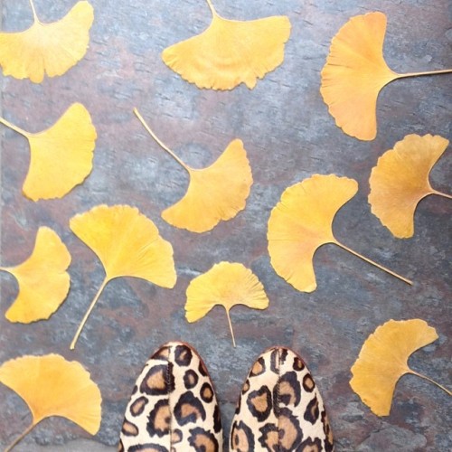 #autumncolors #colors #autumn #fall #ginkoleaf #leopard #samedelman #samedelmanboots #love #style #mystyle #nofilter