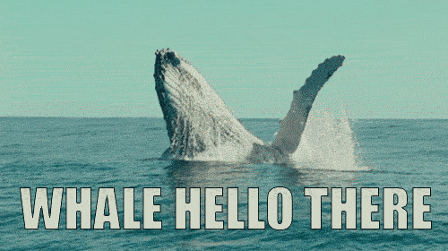 whale hello there whale waving gif