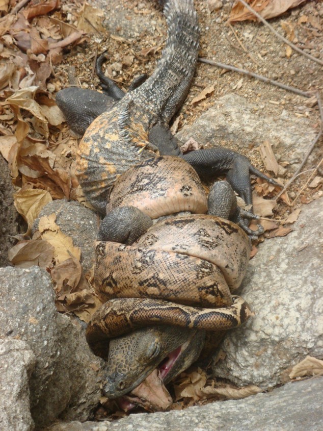 (via Disturbing but amazing image of a snake and lizard killing each other - 22 Words)