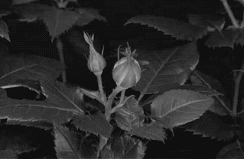 gif Black and White creepy white black flower flowers magical  go-fuck-yourself-bitch33 •