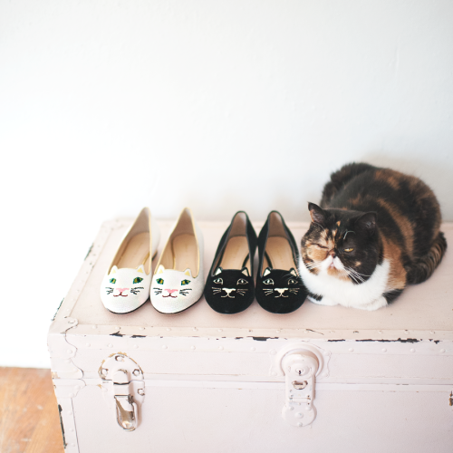 pudgethecat:

Nothing to see here. Just another pair of cat shoes…
