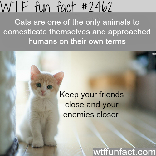 Animals that domesticated themselves - WTF fun facts