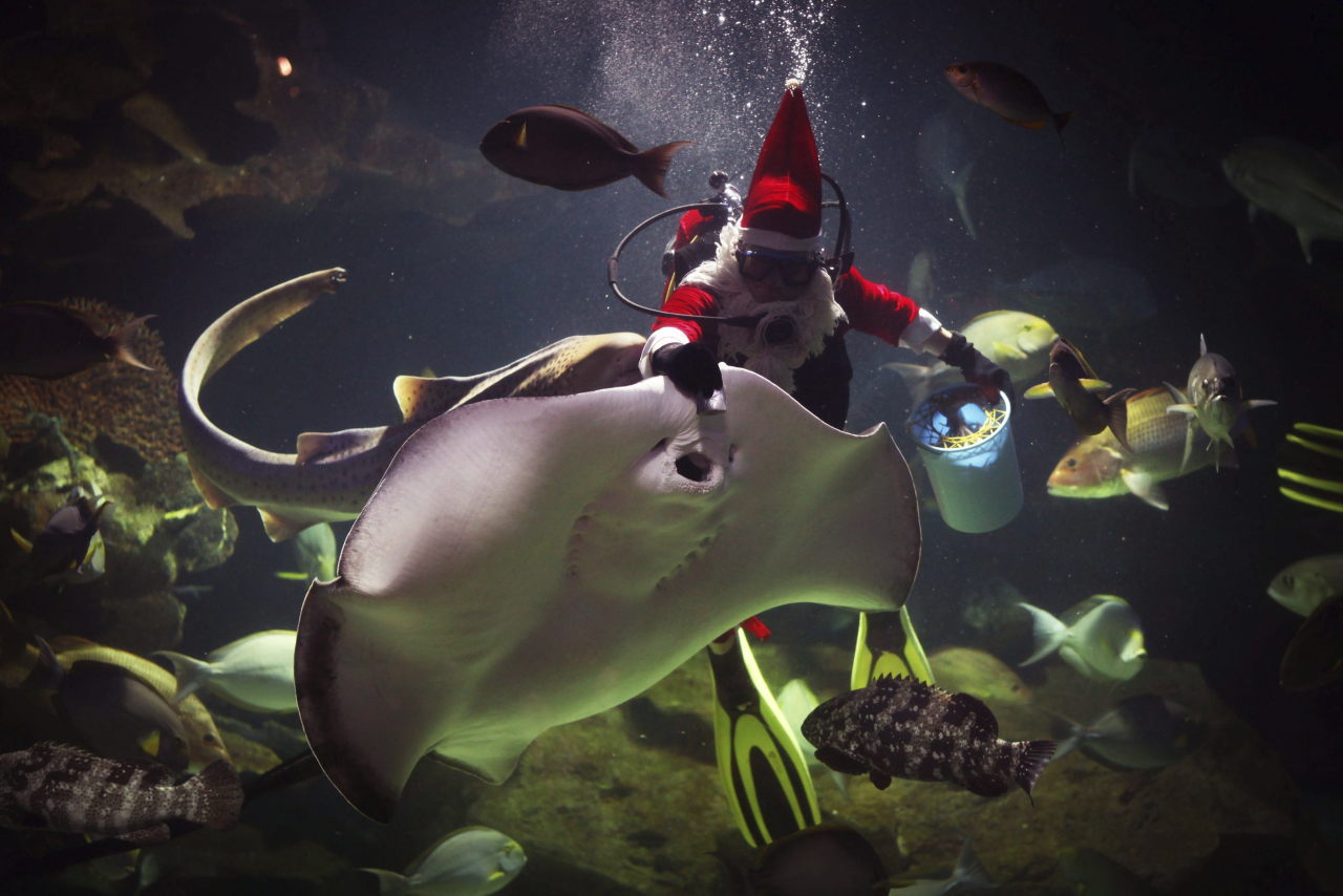 Un cuidador disfrazado de Papá Noel ofrece un almuerzo especial de Navidad a los animales marinos del zoológico de Chinag Mai, Tailandia, hoy, lunes 24 de diciembre de 2012. EFE/Fredrik Von Erichsen