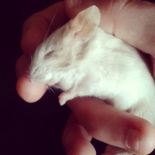 White Mouse Pet
