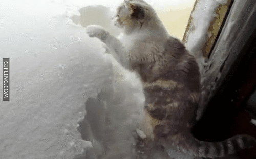 cat digging in big pile of snow gif