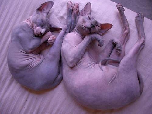 This is what Sphynx cats look