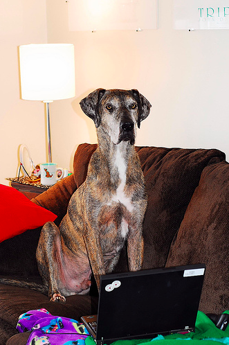THIS FUCKING DOG IS READY TO TYPE THAT SHIT UP MILO TYPES SO FUCKING FAST