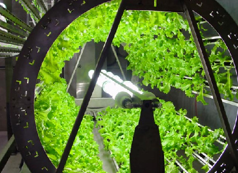 Hydroponic Gardening on Urban Greenery  Omega Hydroponic Garden Gets Five Times As Much