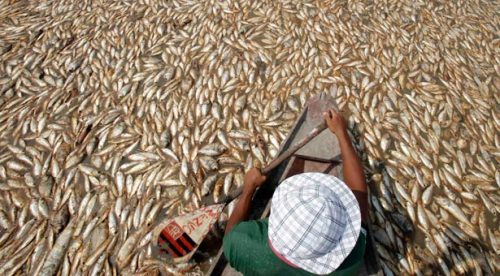 A fisherman paddles through dead fish Saturday on the Manaquiri River, a tributary of the Amazon River, near Manaquiri, Brazil. A seasonal drought has lowered water levels, causing massive fish kills throughout the region. (Paulo Whitaker, Reuters)