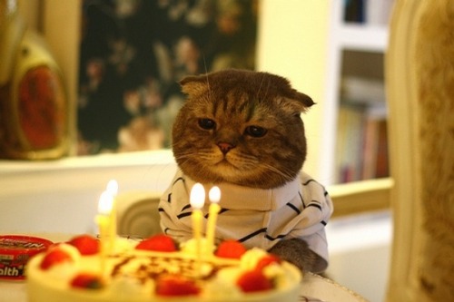 happy birthday cat picture. Happy Birthday Jesus!