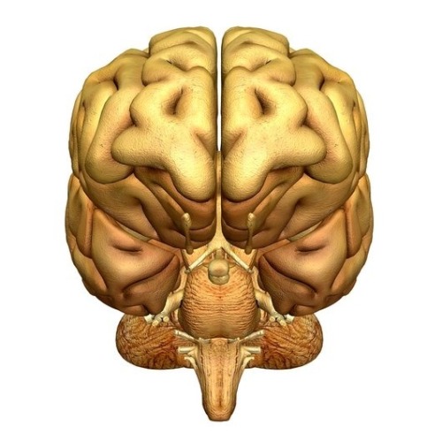 human brain anatomy. Brain anatomy.