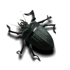 beetle // via: lovegifs
