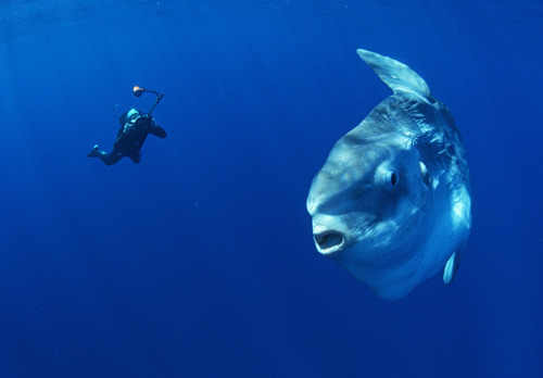 largest ocean sunfish