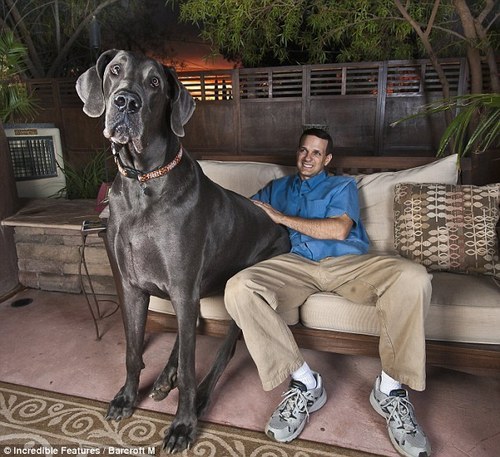 largest dog in world. World#39;s Biggest Dog
