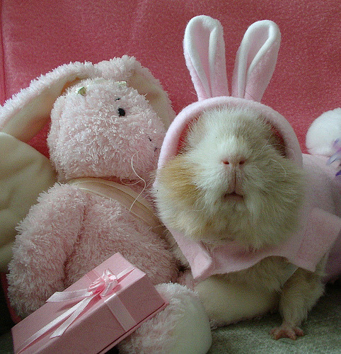 chocolate bunny images. Easter Bunny or Guinea pig spy