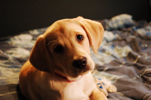 cute yellow lab dogs. new dog (Tobby, yellow lab
