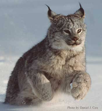 lynx canadensis (canadian) lynx lynx (eurasian) lynx pardinus (iberian)