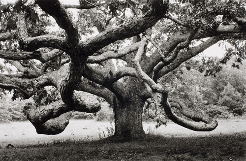 Ancient Oak, Martha’s Vineyard 1968 (from Vintage  Photographs)