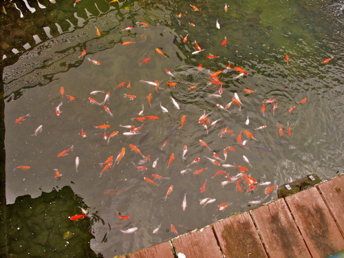 Koi fishpond at Genting Highlands in Malaysia.  April 2010