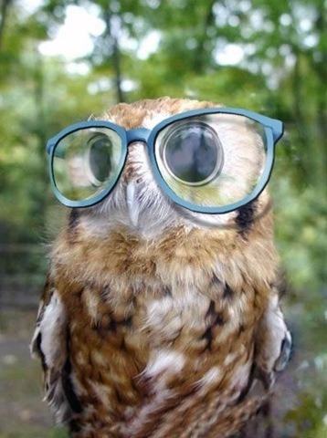 Animal Wearing Glasses