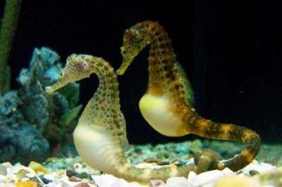 when seahorses find a mate, they hold tails, and have that one mate for the rest of their lives. when the mate dies, they do too.
