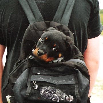 Puppy on Rottweiler Puppy In The Bag