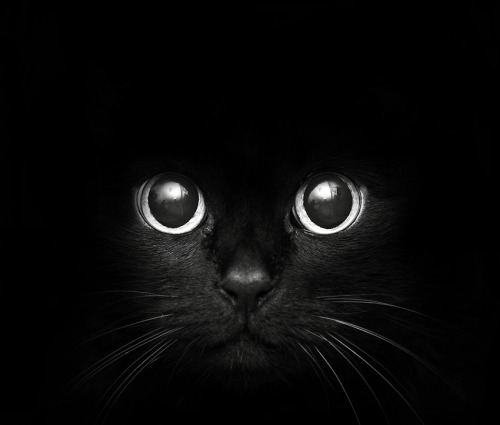black and white pictures of animals. Reblogged from Black and White