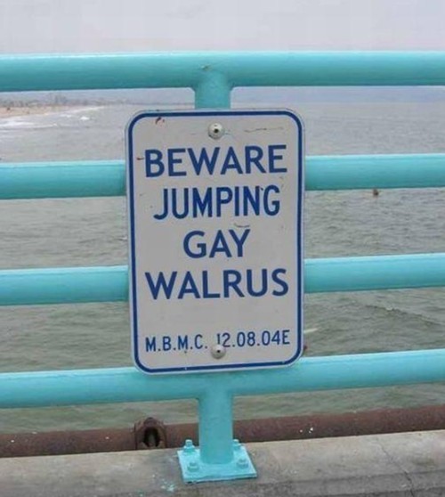 gay, walrus