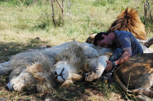 Lying on a Bed of Lion