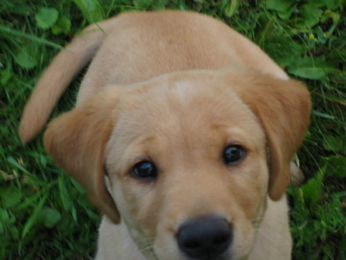 cute yellow labrador puppy. labrador retriever yellow lab